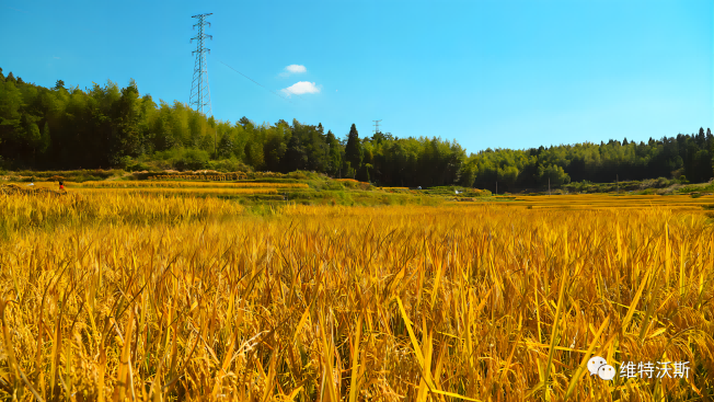秋收地磅，稱糧食專用地磅怎么選？如何排查地磅故障